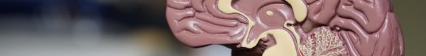 brown brain decor in selective-focus photography