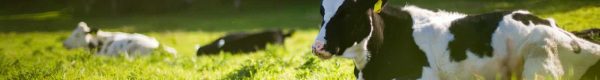 three black and white Angus cattle on green grass during day