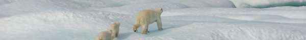white polar bear on snow covered ground during daytime
