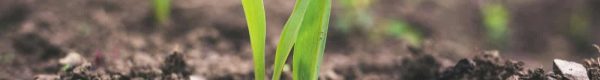 green plant sprouting at daytime