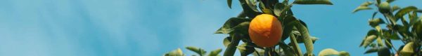 orange fruit on tree during daytime
