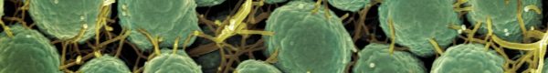 a close up of a bunch of green plants