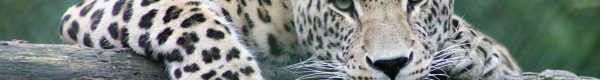 leopard on tree branch