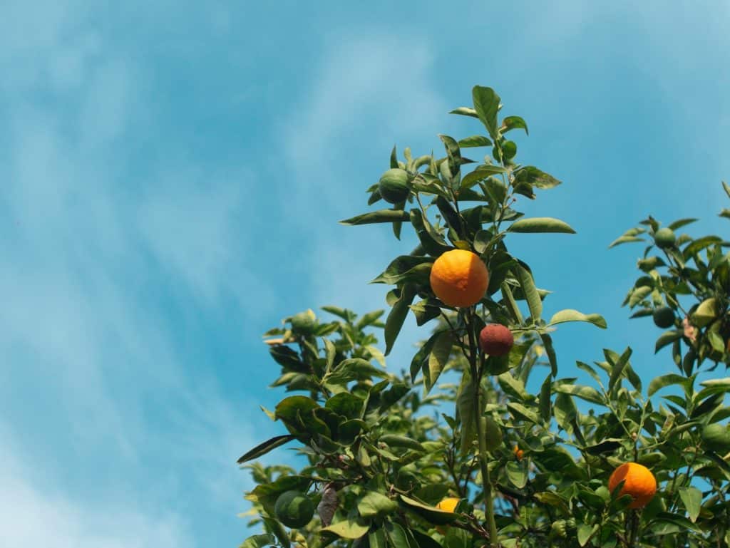 orange fruit on tree during daytime
